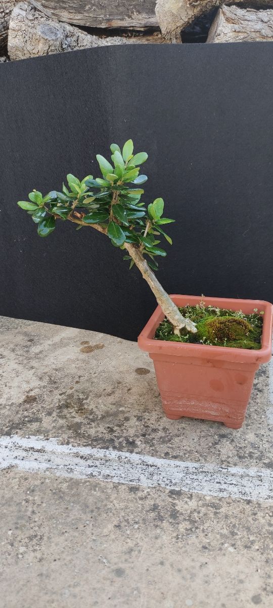 bonsai ulivo 8