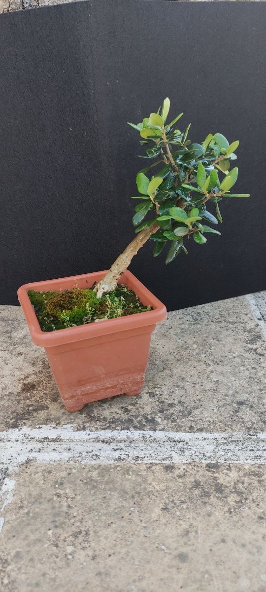 bonsai ulivo 8