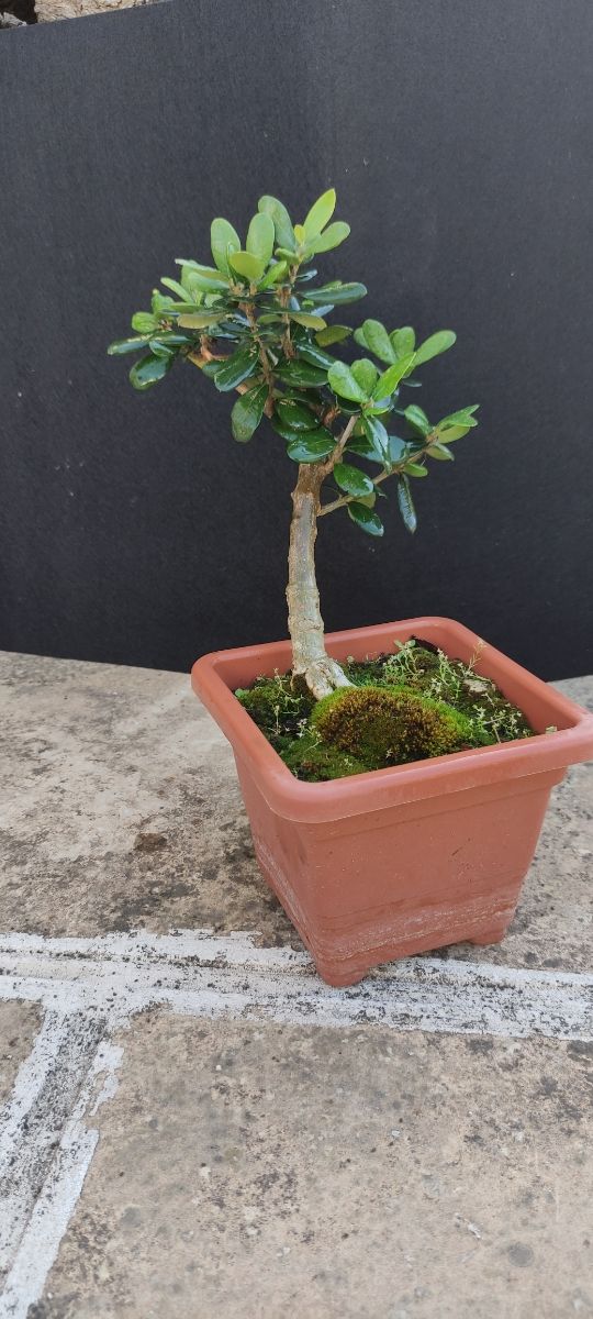 bonsai ulivo 8
