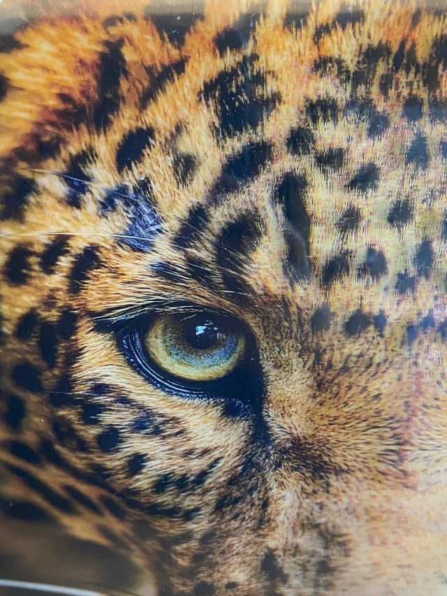 Cuadro Leopardo Realista