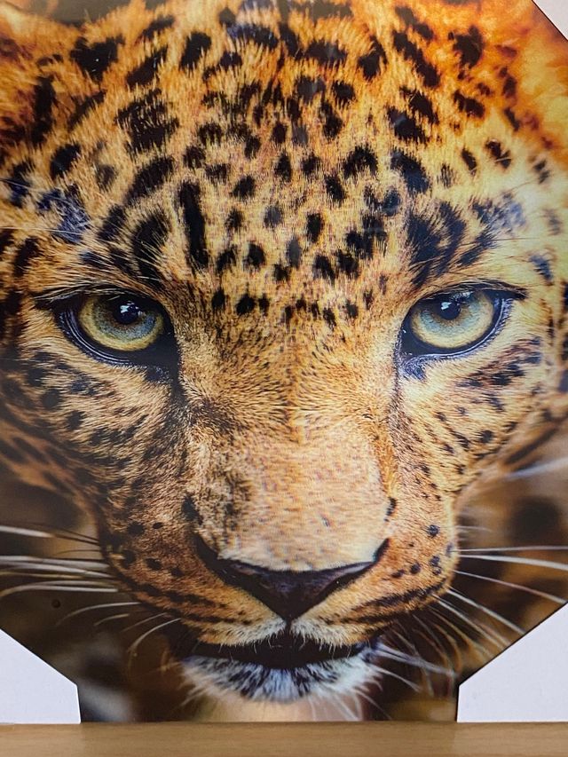 Cuadro Leopardo Realista