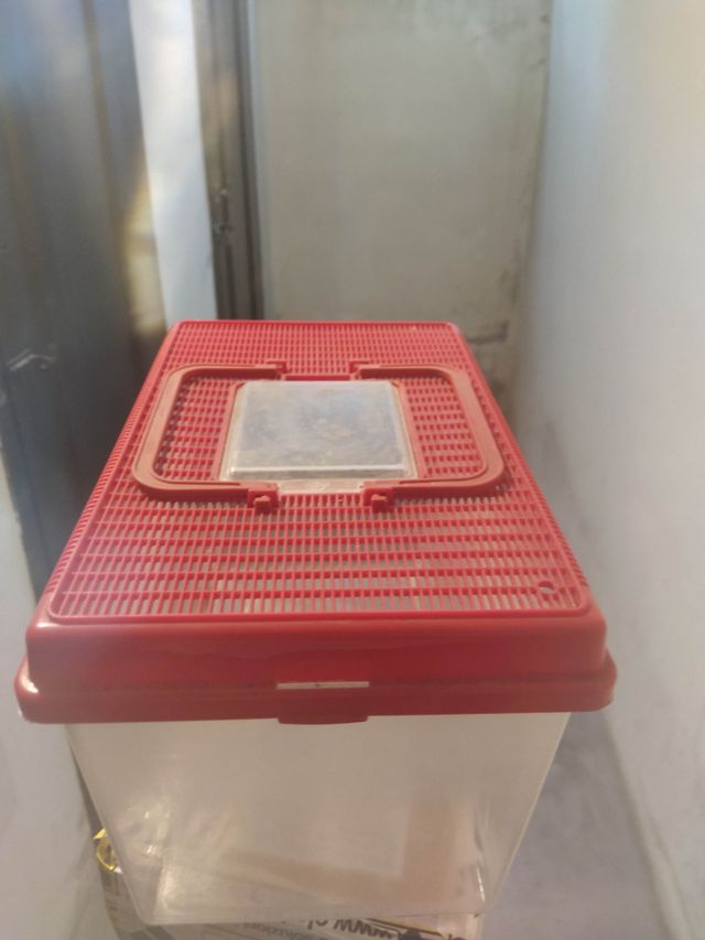 Vaschetta per pesciolini rossi