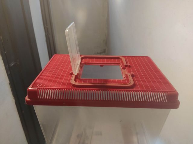 Vaschetta per pesciolini rossi