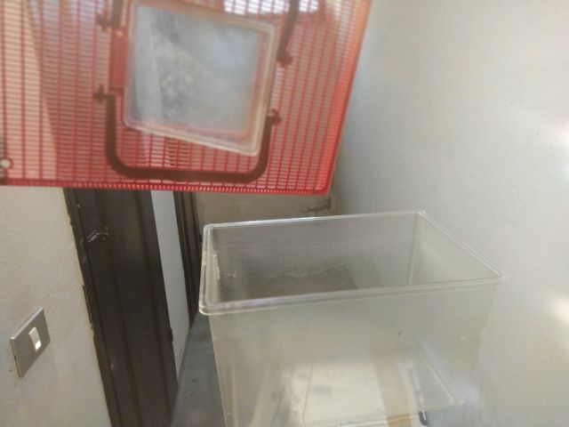 Vaschetta per pesciolini rossi