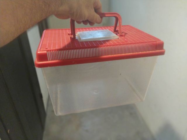 Vaschetta per pesciolini rossi