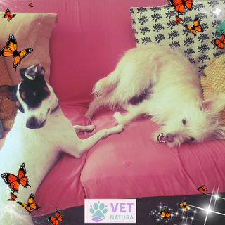 Guardería para perros y gatos. Paseo de perros