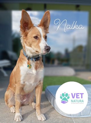 Guardería para perros y gatos. Paseo de perros