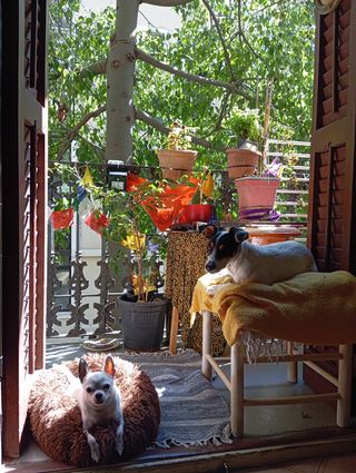 Guardería para perros y gatos. Paseo de perros