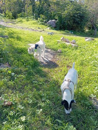 Guardería para perros y gatos. Paseo de perros