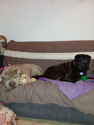 Guardería para perros y gatos. Paseo de perros