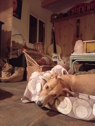 Guardería para perros y gatos. Paseo de perros