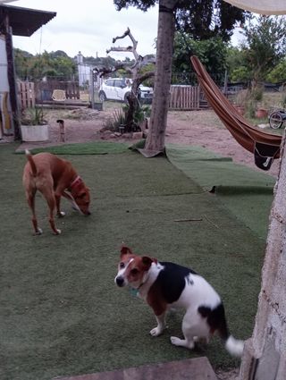 Guardería para perros y gatos. Paseo de perros