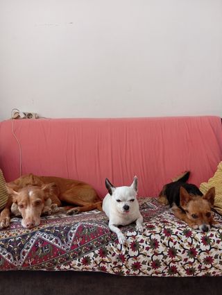 Guardería para perros y gatos. Paseo de perros