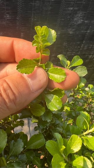 BONSAI CHOJUBAI GRAN TRONCO BUEN CULTIVO