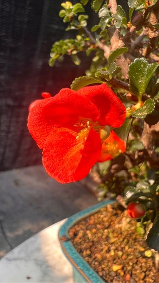 BONSAI CHOJUBAI GRAN TRONCO BUEN CULTIVO