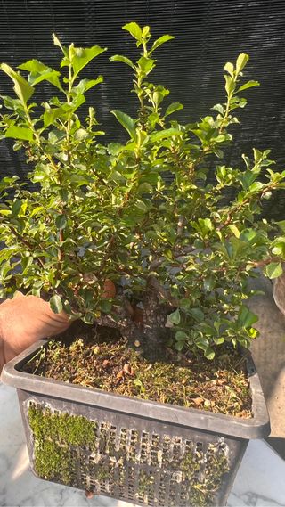 BONSAI CHOJUBAI GRAN TRONCO BUEN CULTIVO