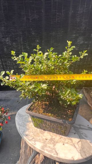 BONSAI CHOJUBAI GRAN TRONCO BUEN CULTIVO