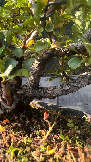 BONSAI CHOJUBAI GRAN TRONCO BUEN CULTIVO