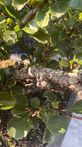 BONSAI CHOJUBAI GRAN TRONCO BUEN CULTIVO