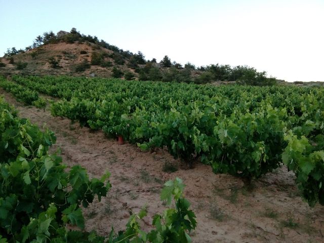 Viña en Ribera del Duero