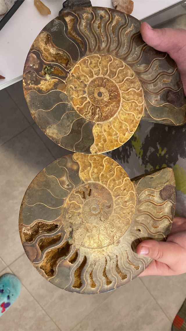 Fósil amonitas caracol precio por los dos