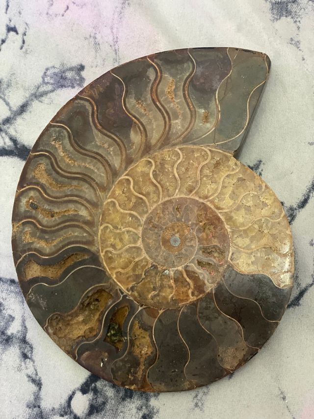 Fósil amonitas caracol precio por los dos