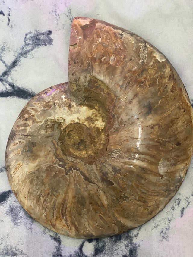 Fósil amonitas caracol precio por los dos