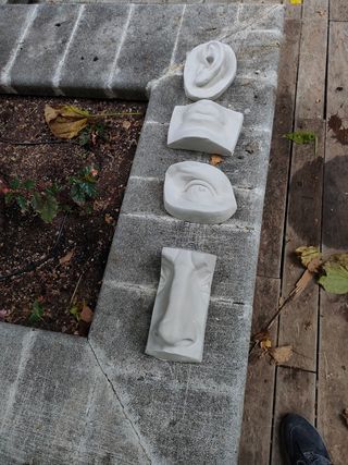 Oreja del David en escayola