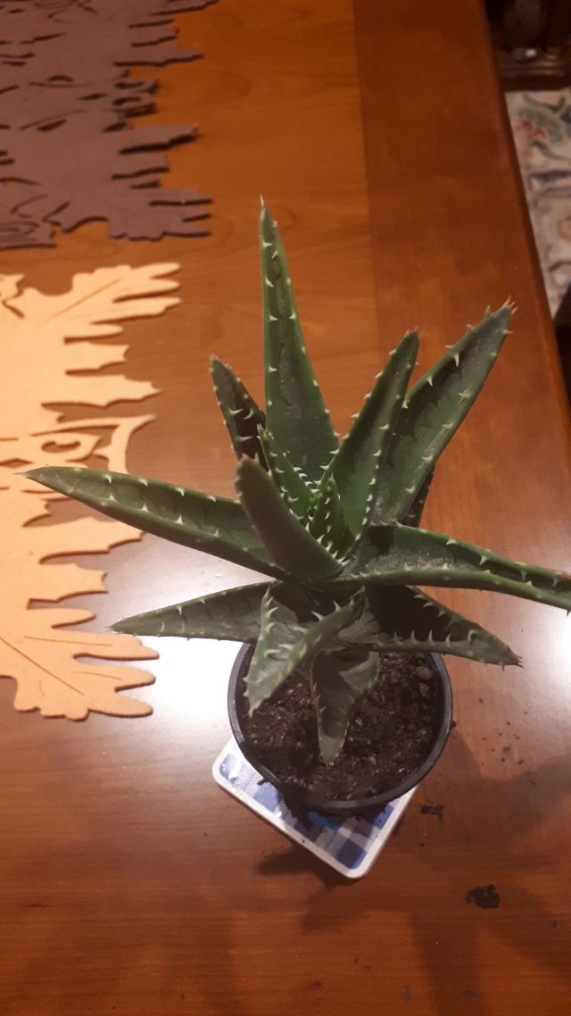 venta preciosa planta fácil  dé ma tener no riego