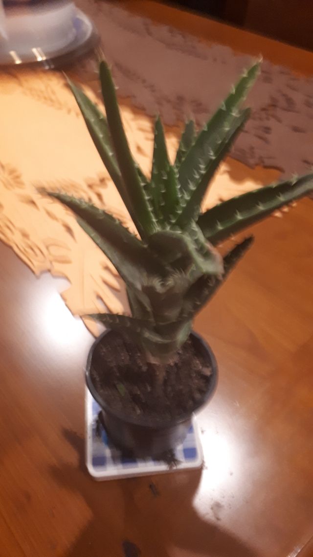 venta preciosa planta fácil  dé ma tener no riego