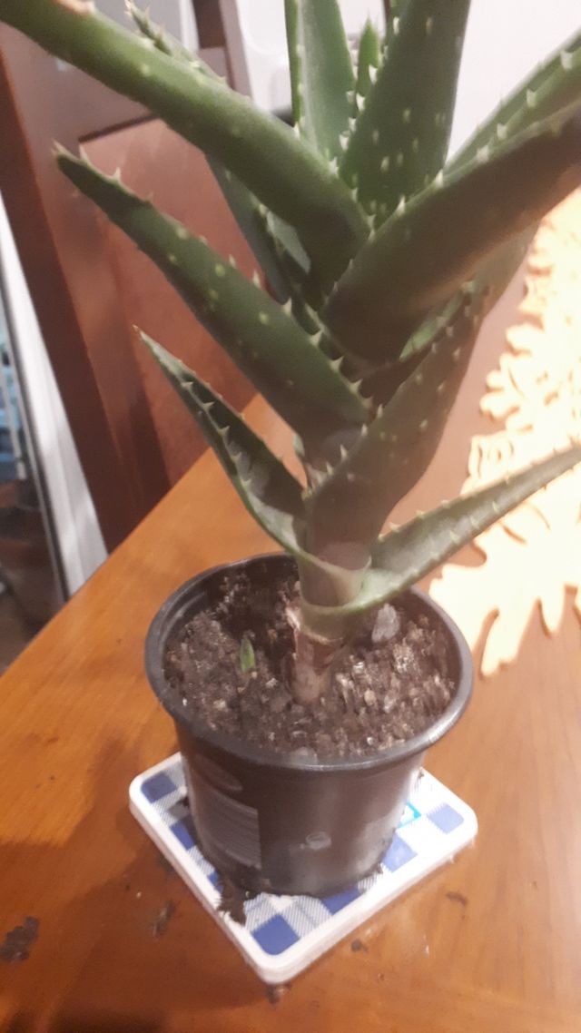 venta preciosa planta fácil  dé ma tener no riego