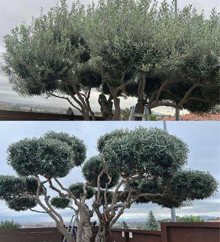 Jardinero económico