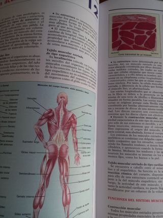 Atlas de Anatomia