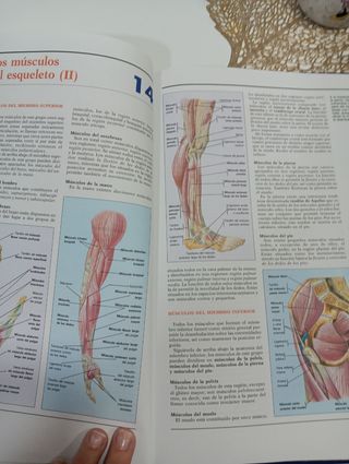 Atlas de Anatomia