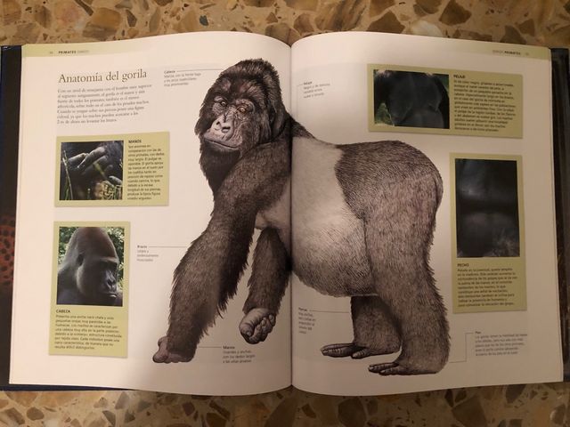 Colección Mamíferos