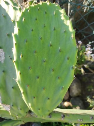 Cactus muy grande. Envío sin maceta