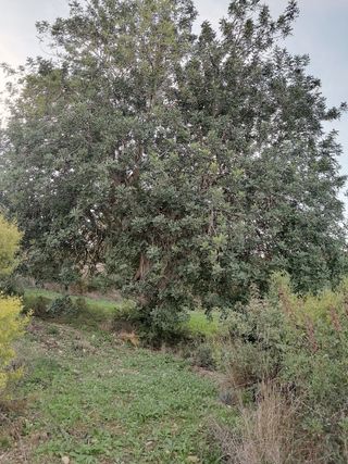 Terreno con vistas al mar a 10km del AEROPUERTO