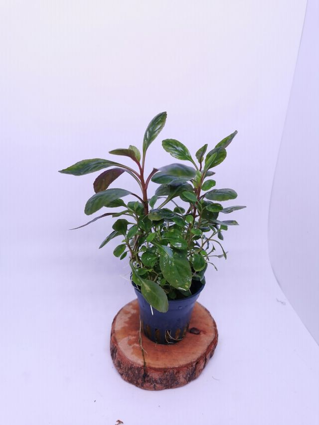 Lobelia Cardinalis,planta acuática