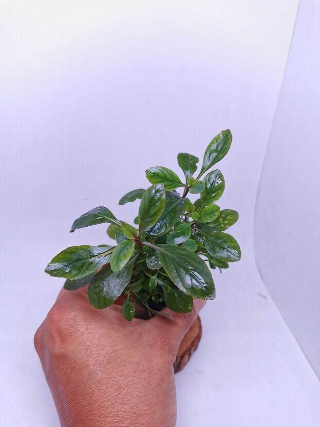 Lobelia Cardinalis,planta acuática