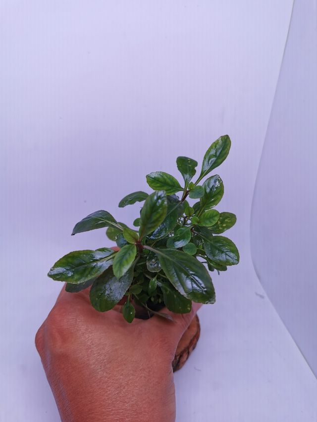 Lobelia Cardinalis,planta acuática