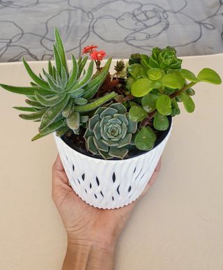 arreglo de suculentas