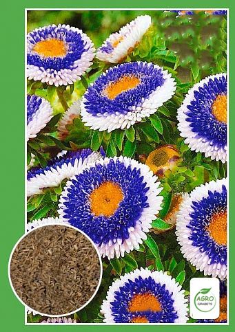 Semillas de aster "Luna Azul"(0.2gr)