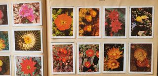 Album de cromos