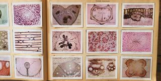 Album de cromos