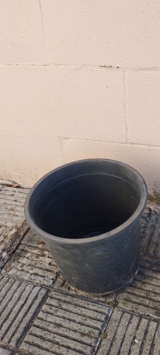 MACETAS ÁRBOL Y ORNAMENTALES (unidades disponible)