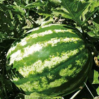 Semillas de sandía "Au Producer"(5 unidades)