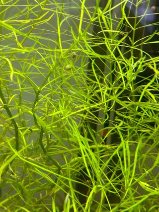 Espiga de agua (planta acuario agua dulce)