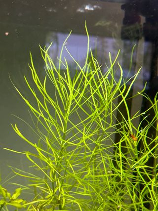 Espiga de agua (planta acuario agua dulce)