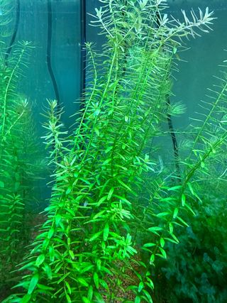 Rotala SP (planta acuario agua dulce)
