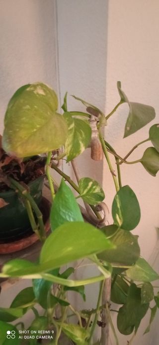 Jardinera vintage metálica con decapado